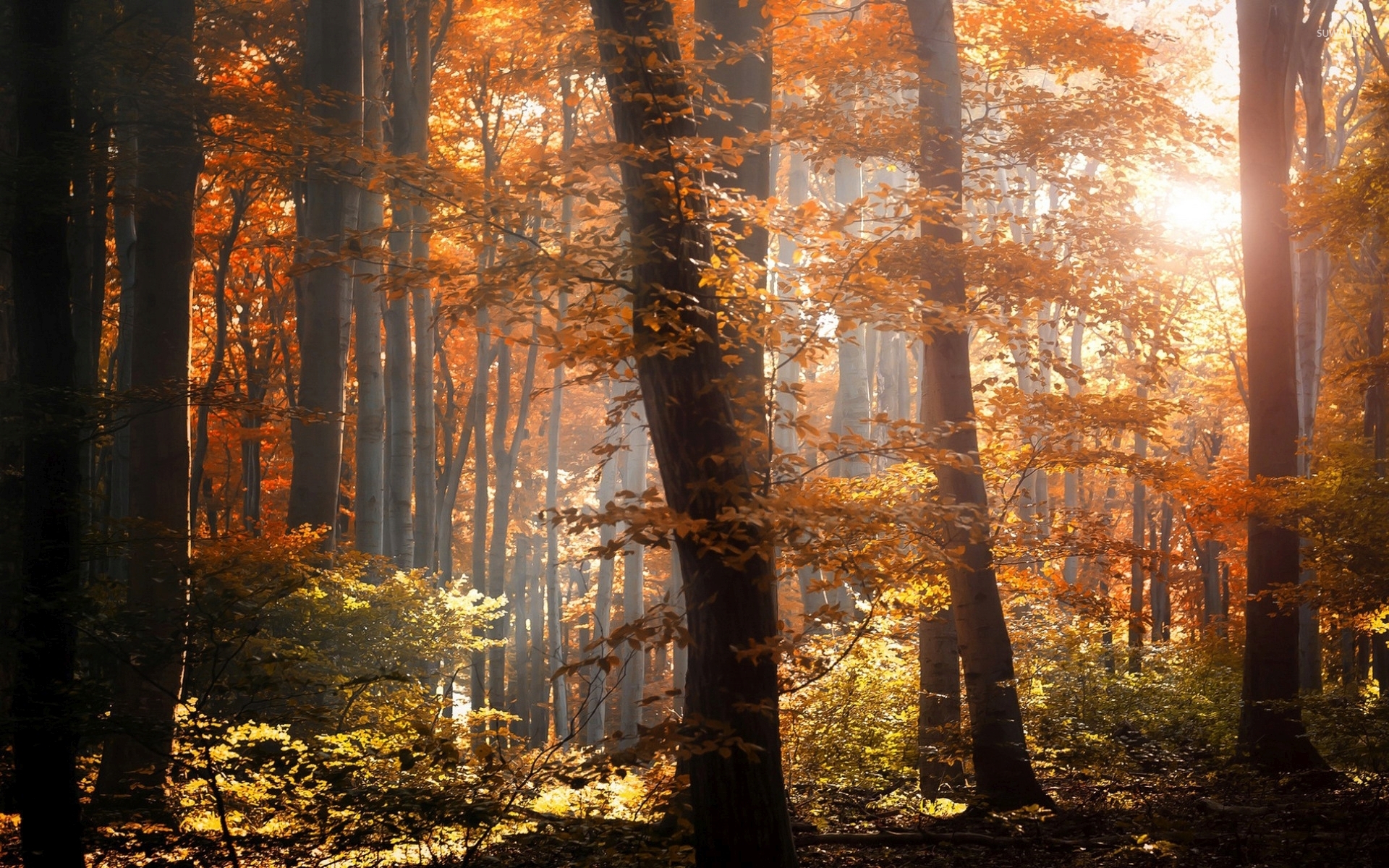 Foggy Fall Forest Wallpapers