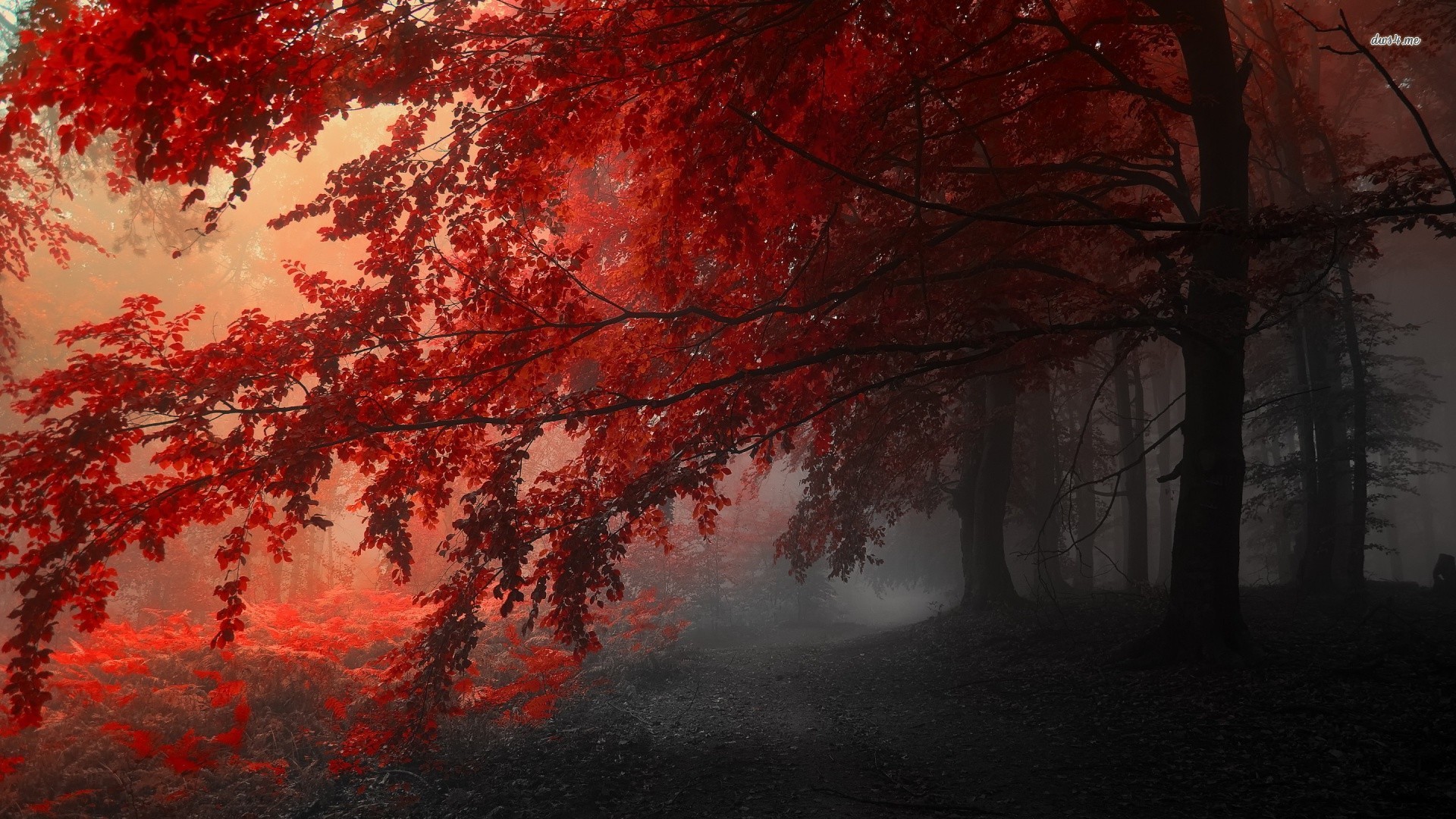 Foggy Fall Forest Wallpapers