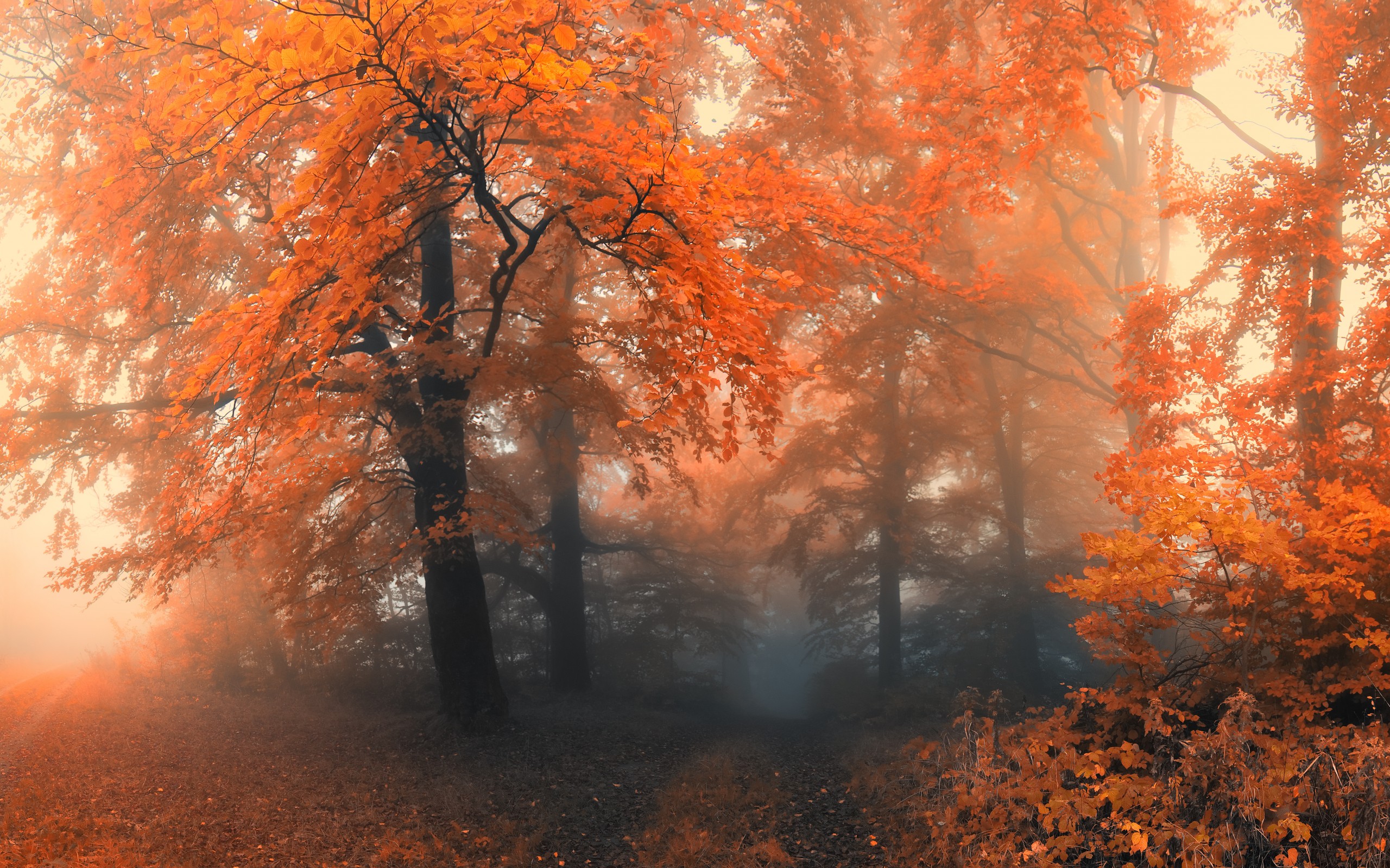 Foggy Fall Forest Wallpapers