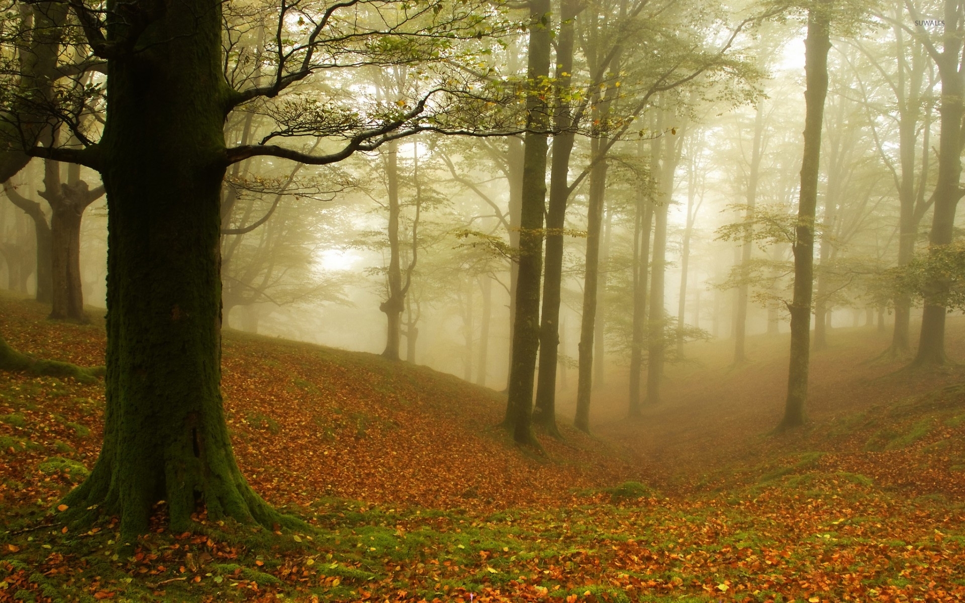 Foggy Fall Forest Wallpapers