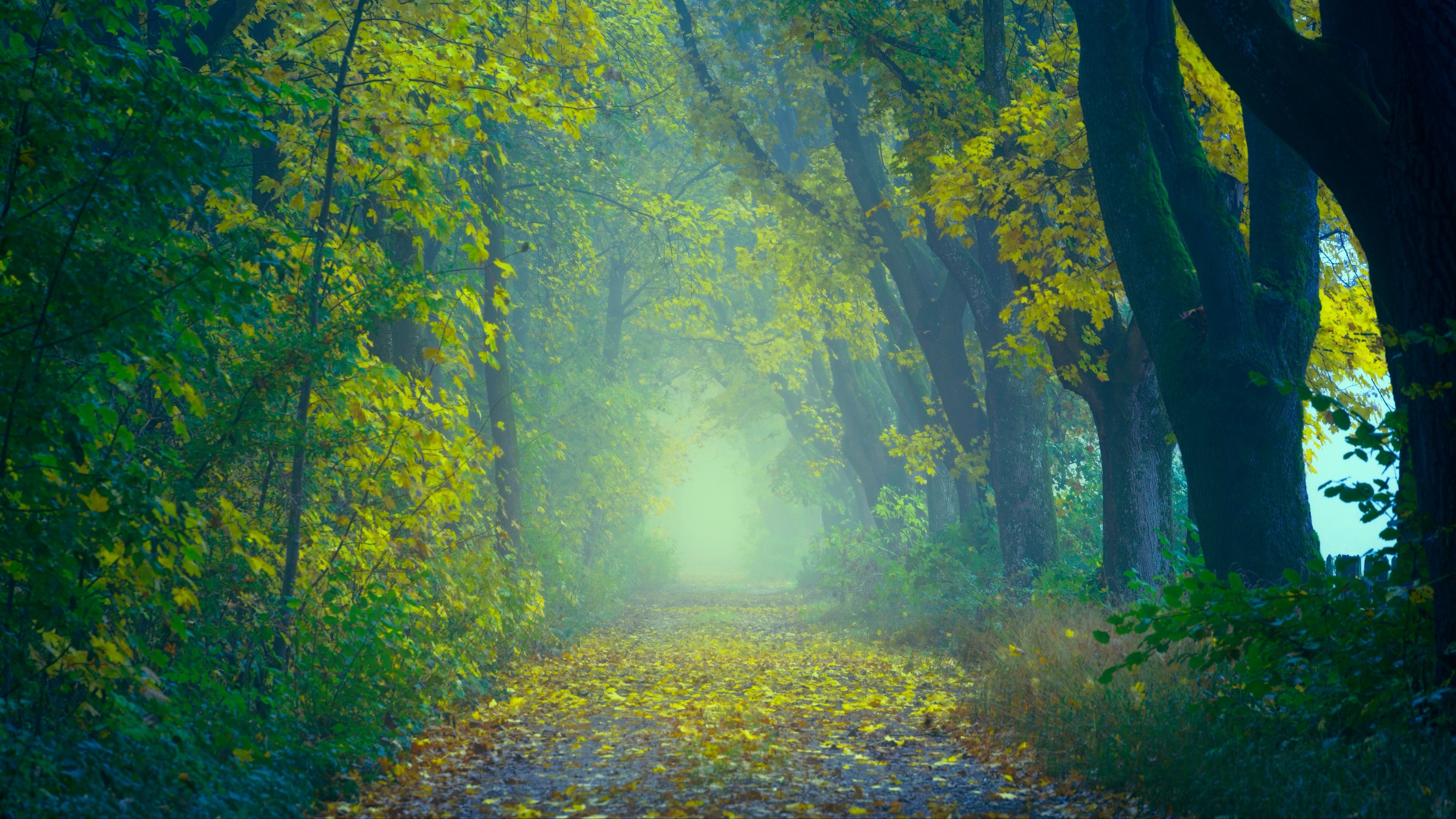 Foggy Fall Forest Wallpapers