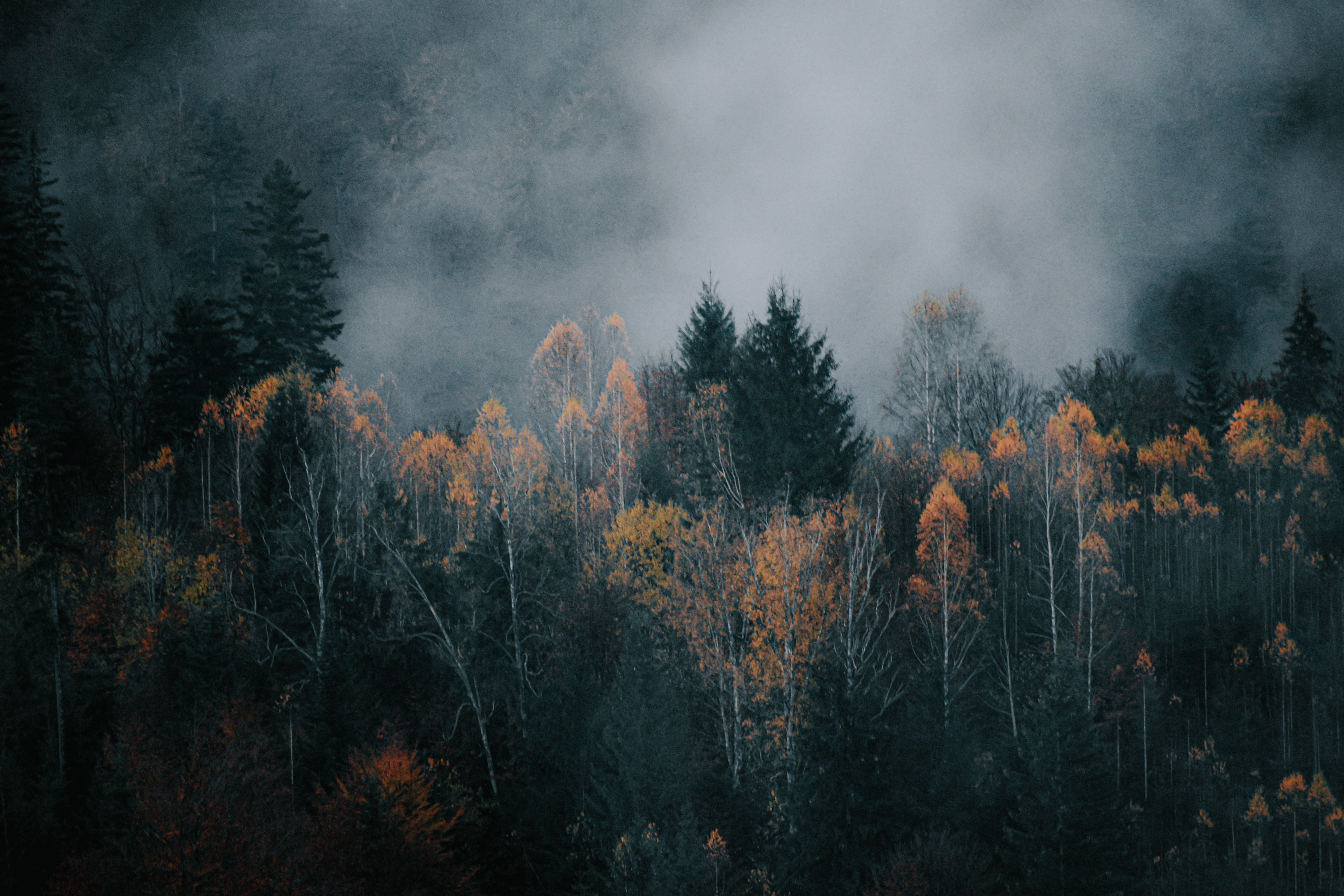 Foggy Fall Forest Wallpapers