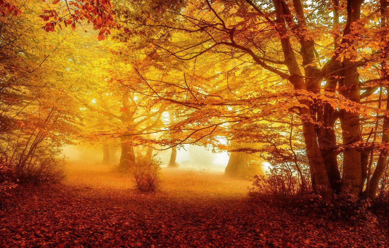 Foggy Fall Forest Wallpapers