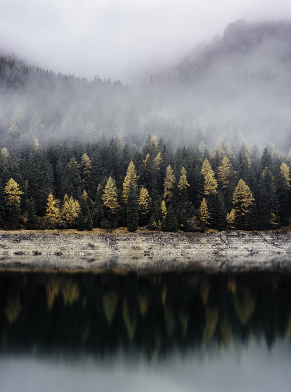 Foggy Fall Forest Wallpapers