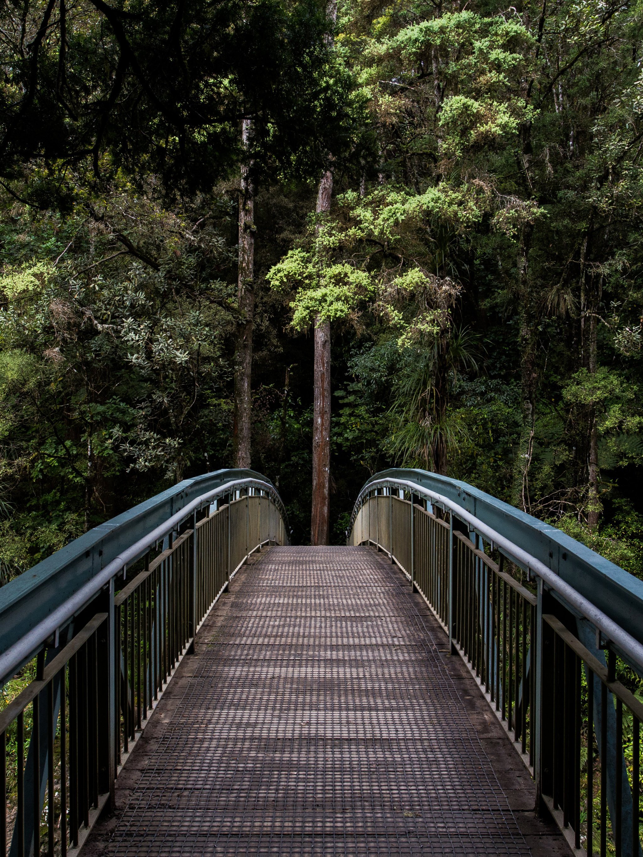 Forest Bridges Wallpapers