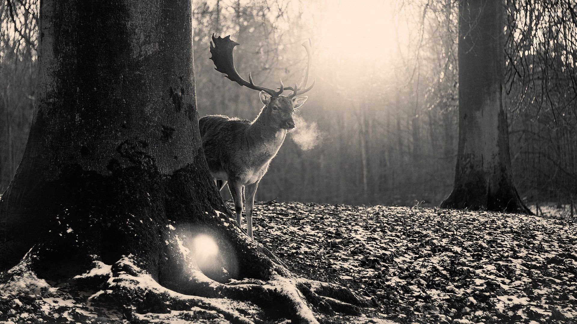 Forest Deer Wallpapers