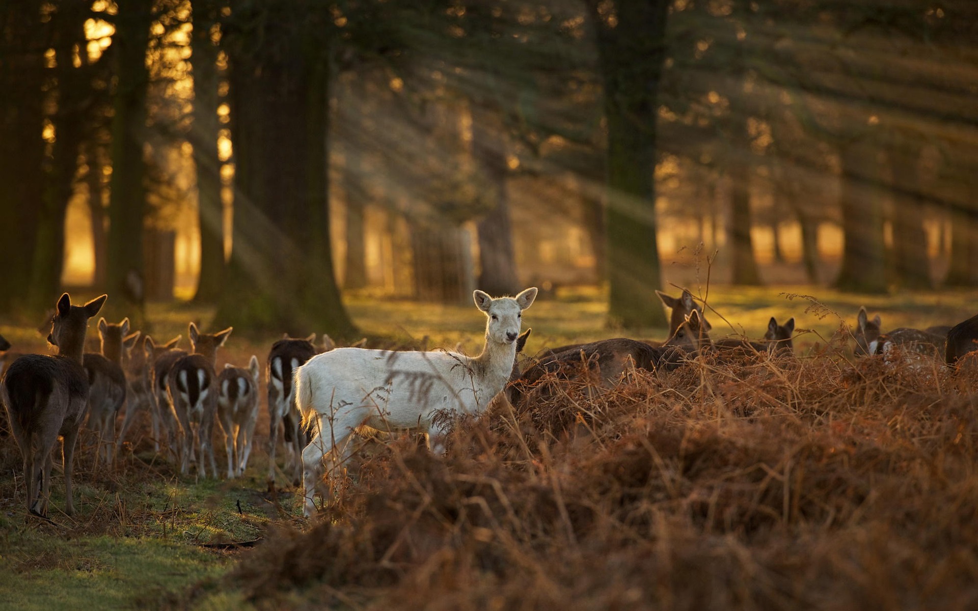 Forest Deer Wallpapers