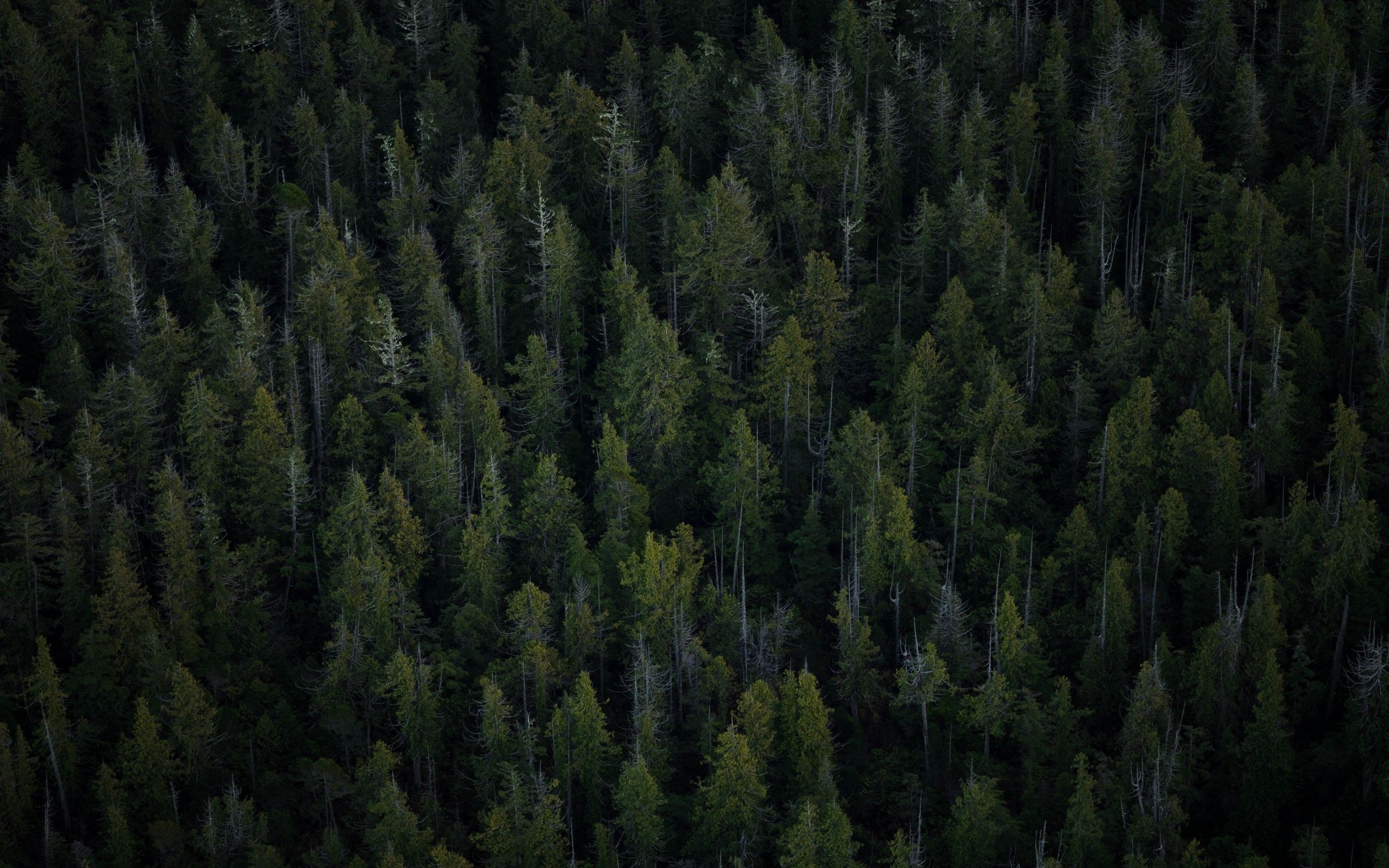 Forest Desktop Wallpapers