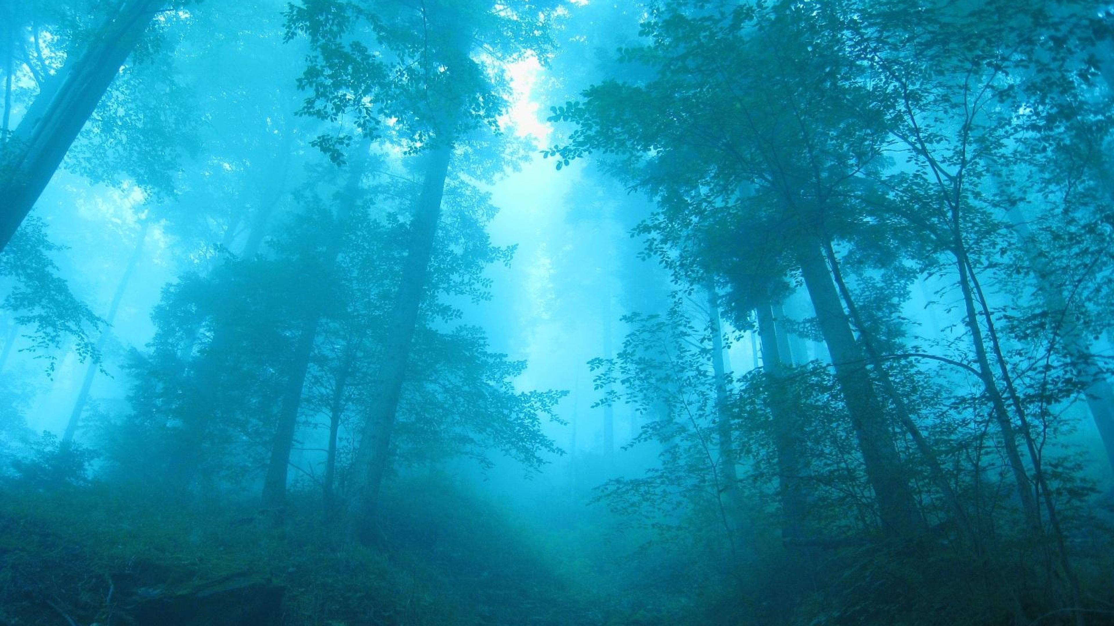 Forest Fog Wallpapers