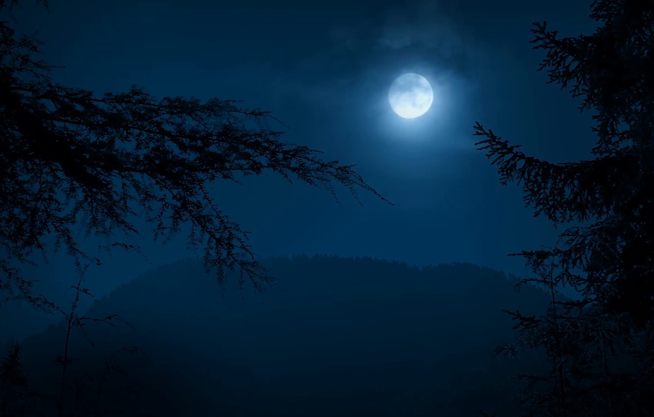 Forest Full Moon Wallpapers