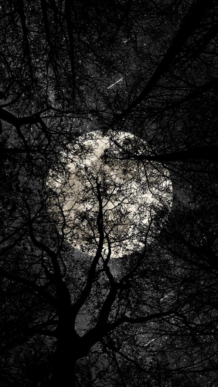 Forest Full Moon Wallpapers