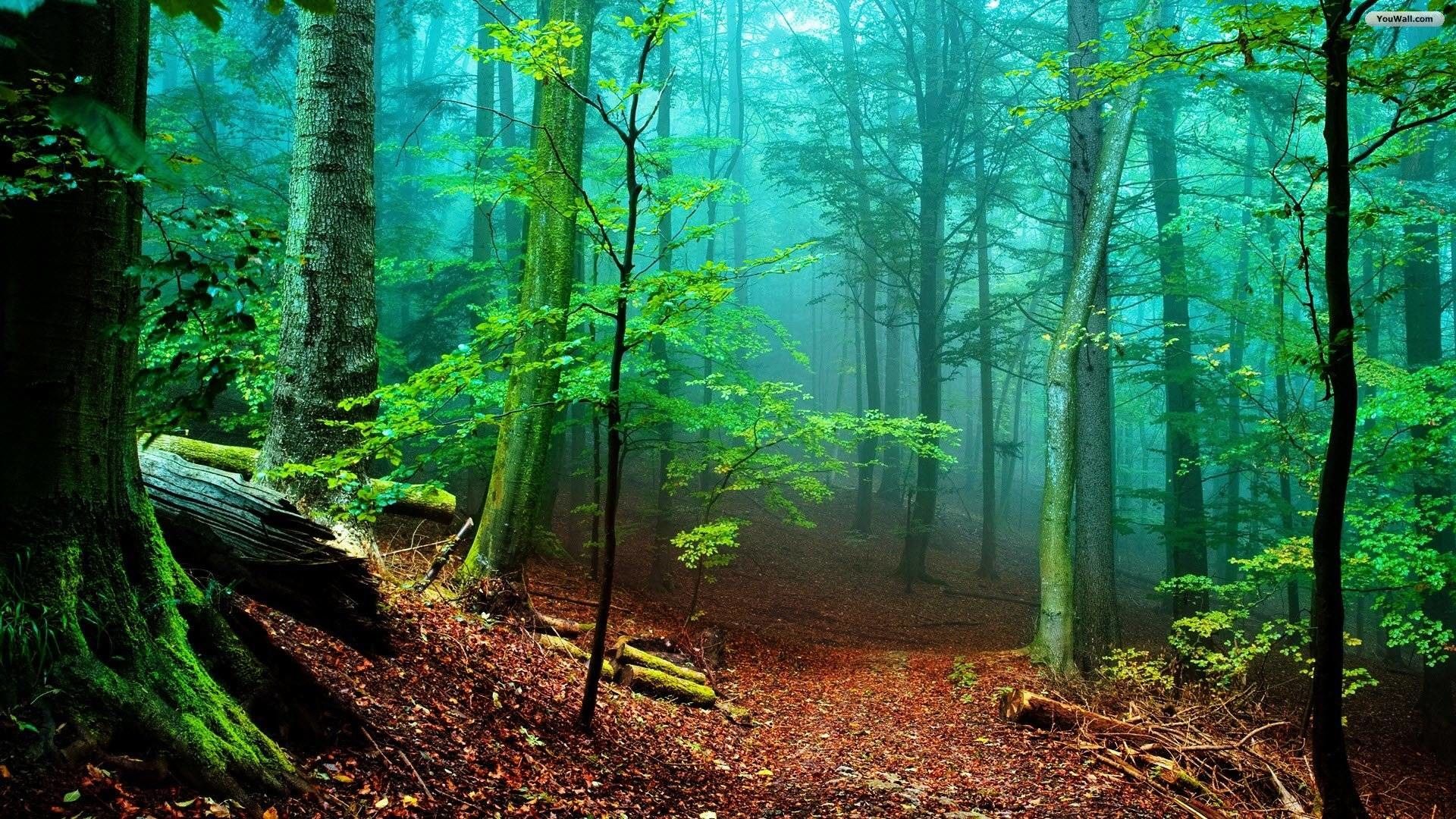 Forest Landscape Wallpapers