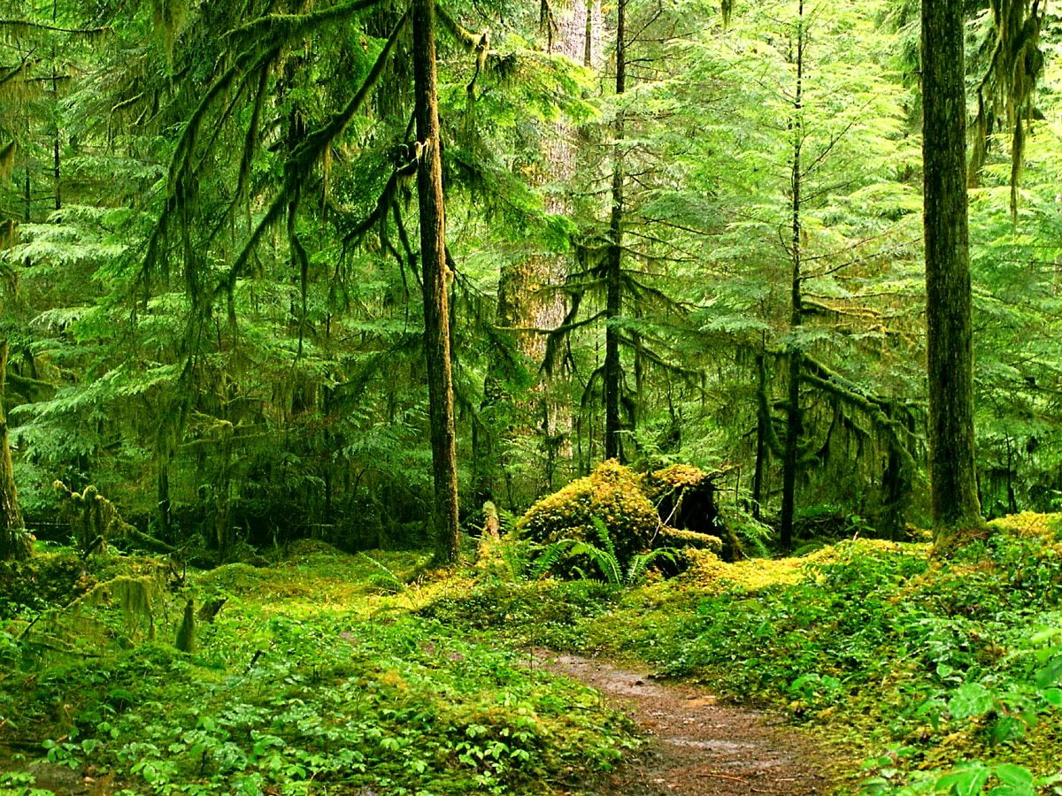 Forest Landscape Wallpapers