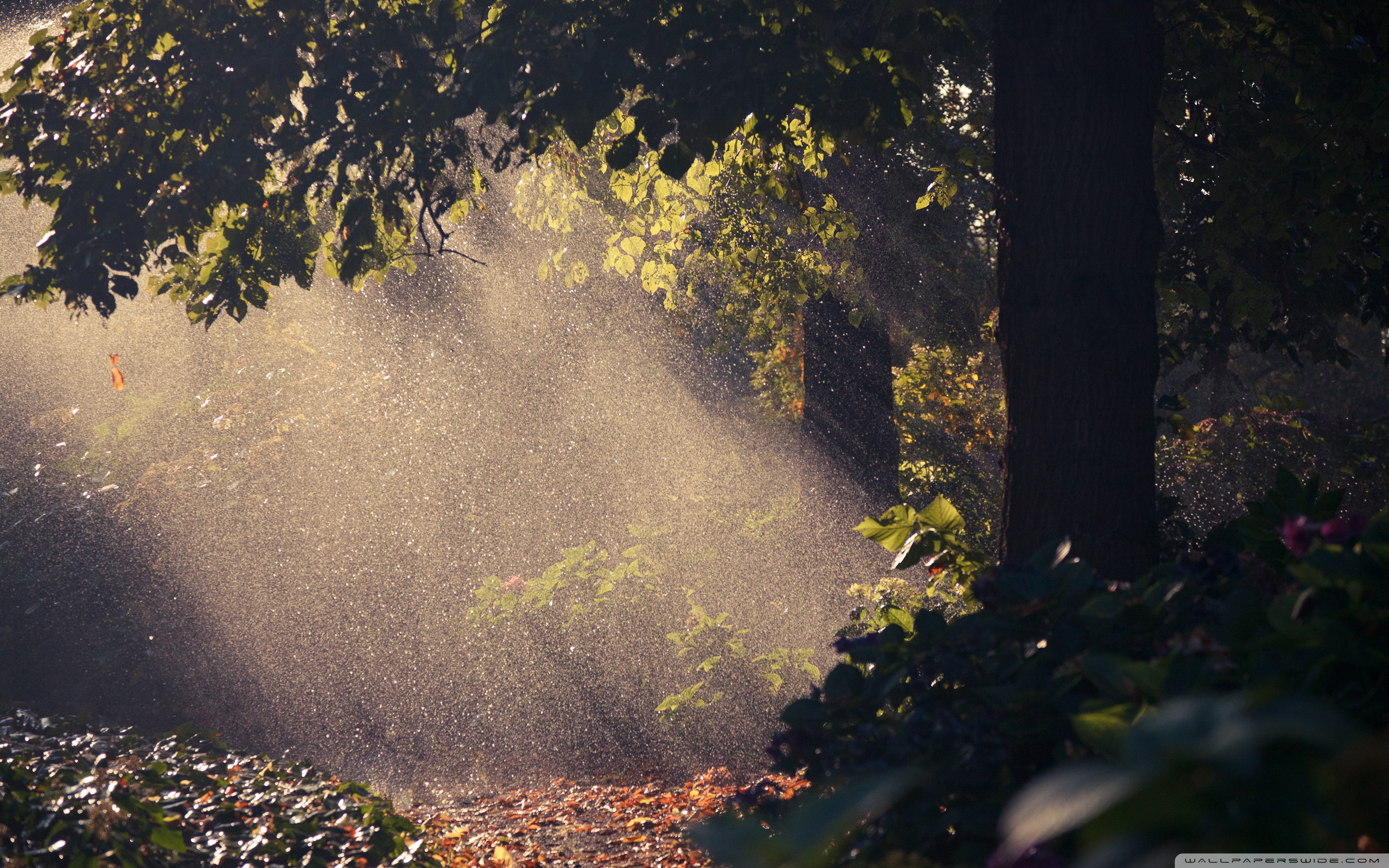 Forest Rain Wallpapers