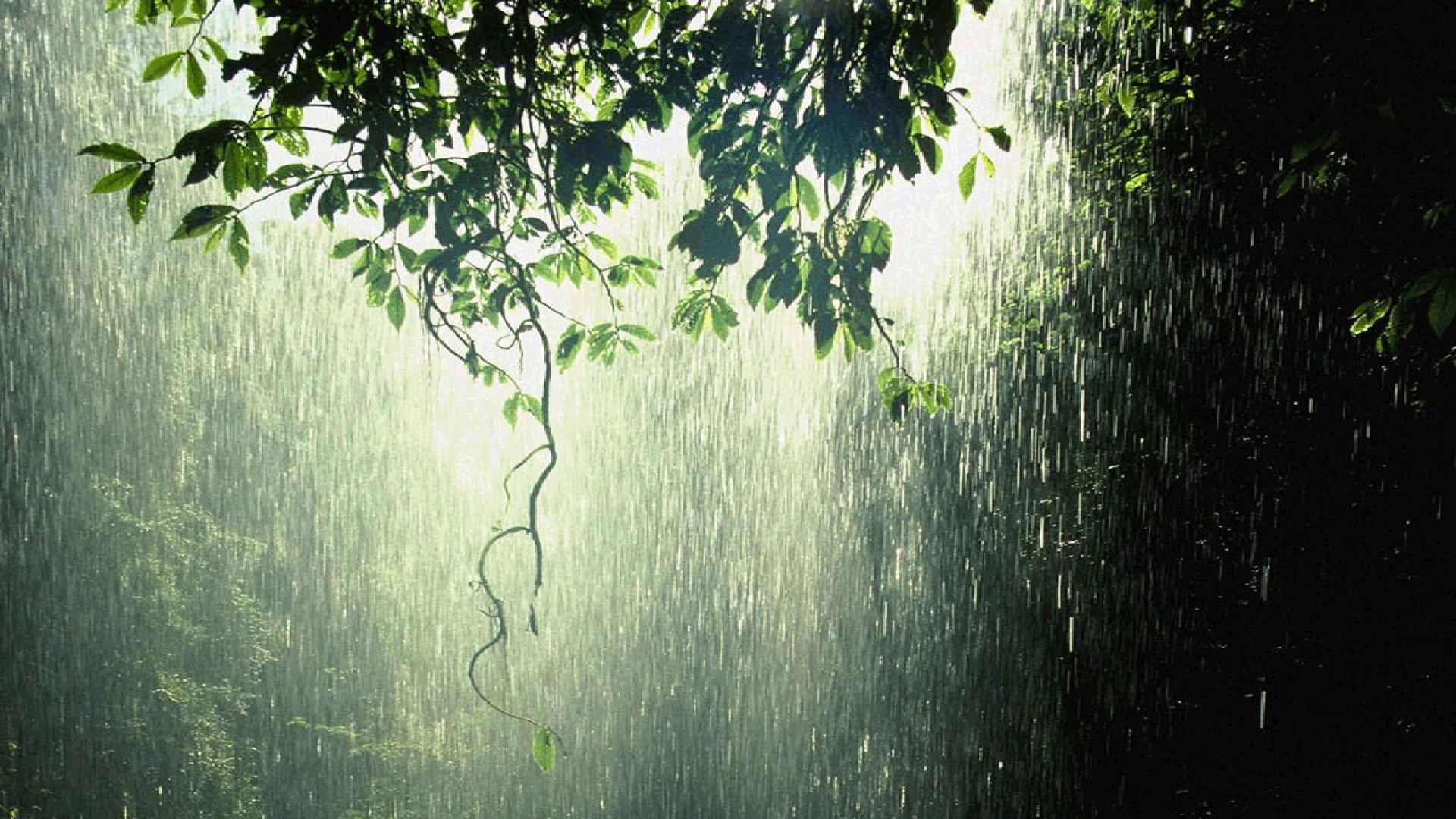 Forest Rain Wallpapers