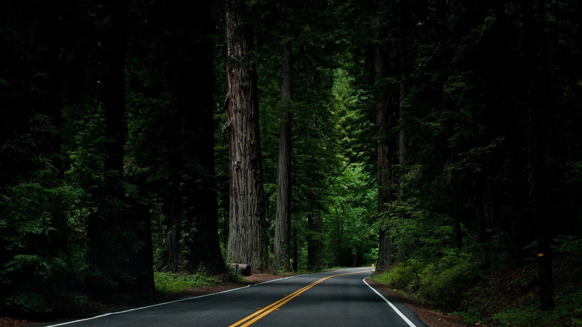 Forest Road Wallpapers