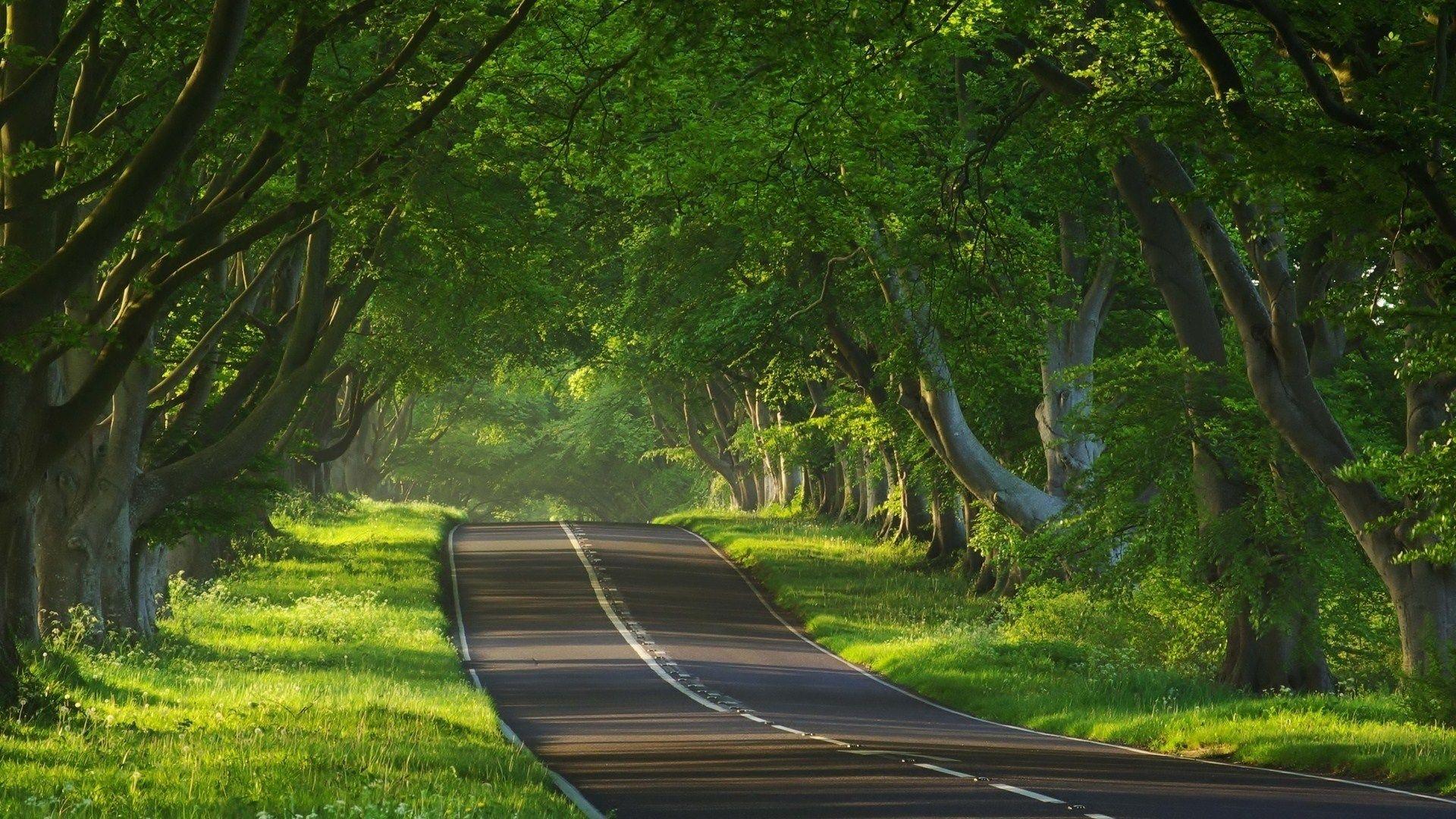 Forest Road Wallpapers