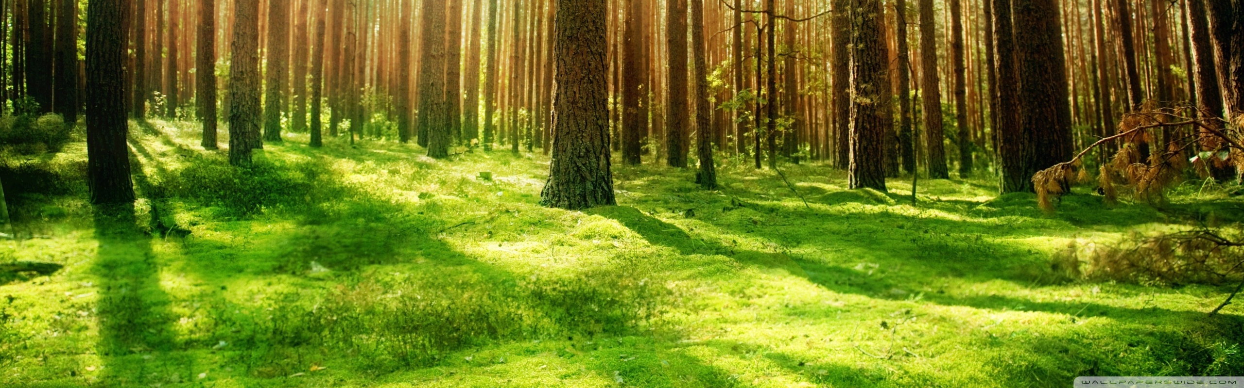 Forest Scenery Wallpapers