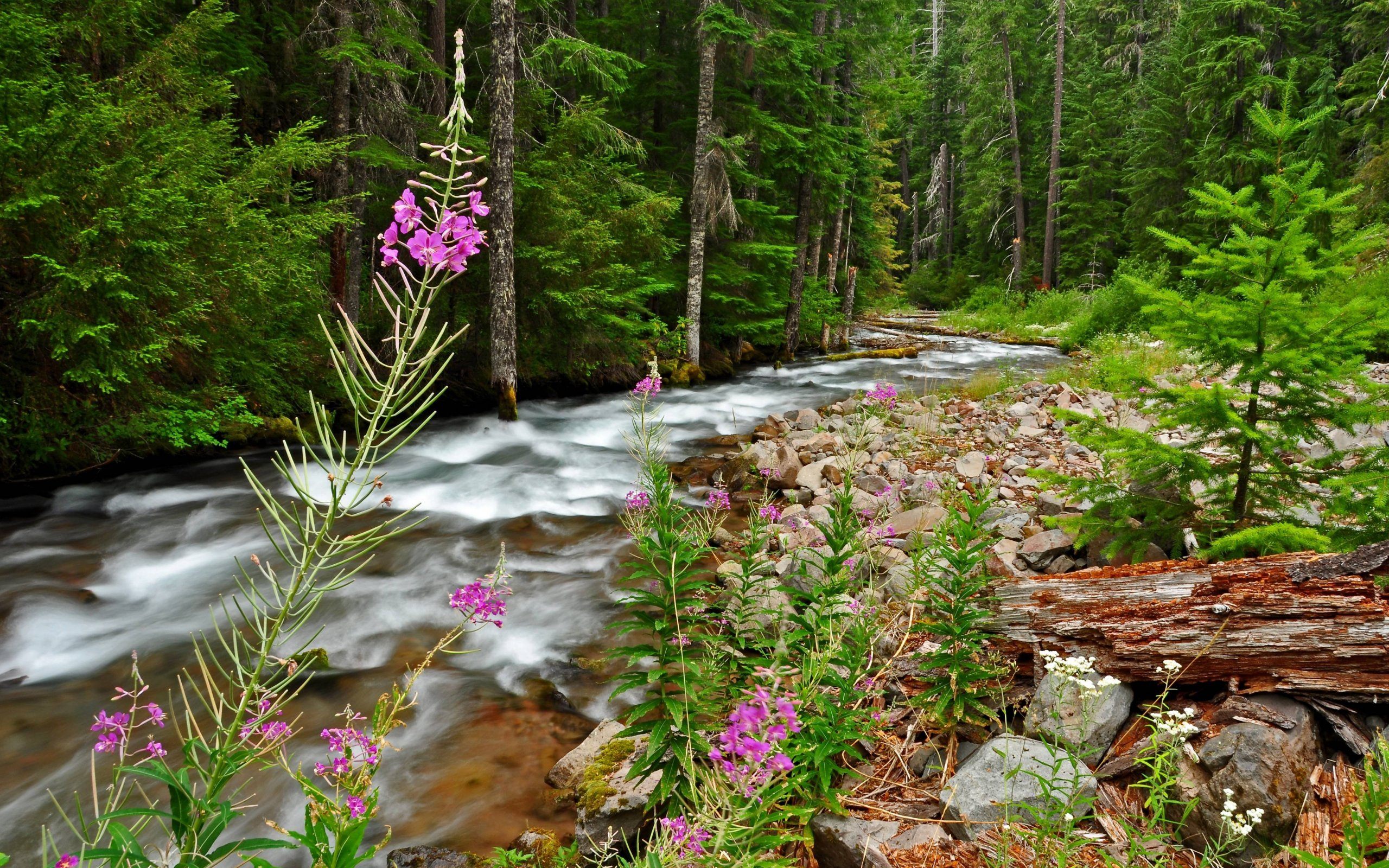 Forest Scenery Wallpapers