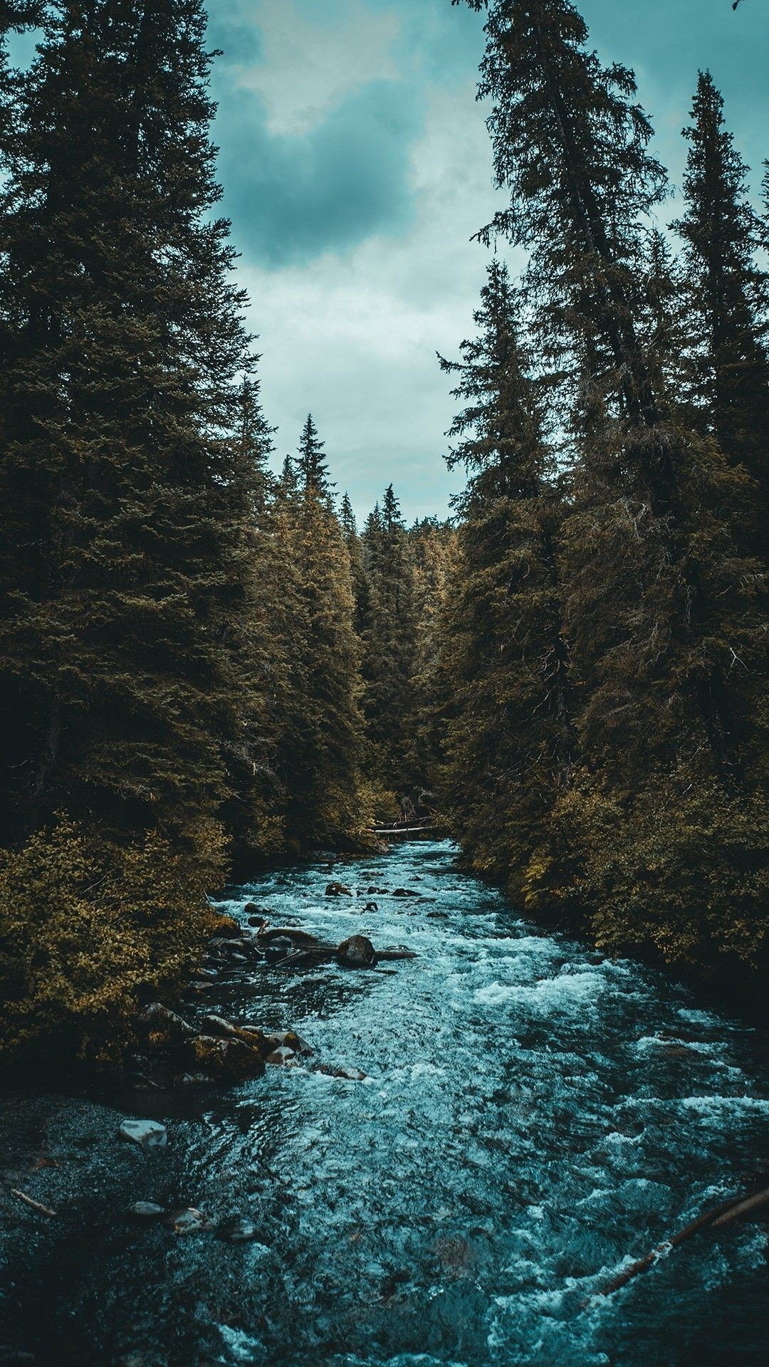 Forest Android Wallpapers