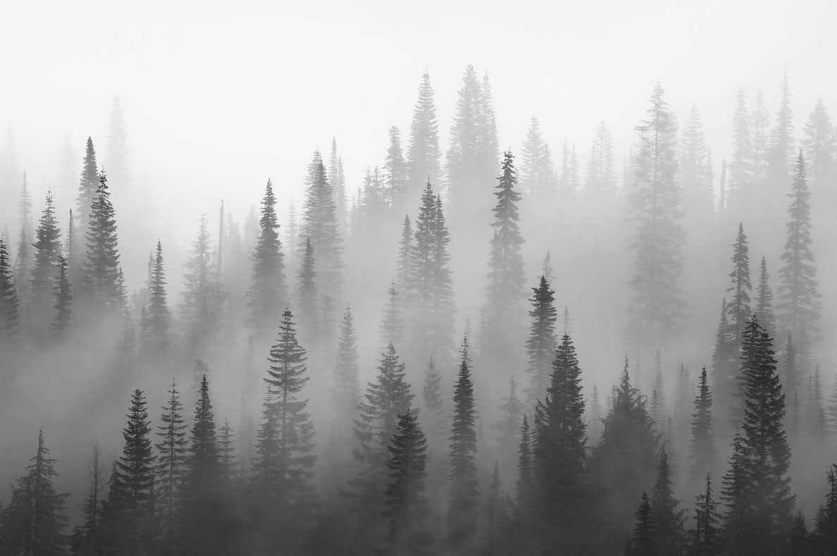 Forest Grey Wallpapers