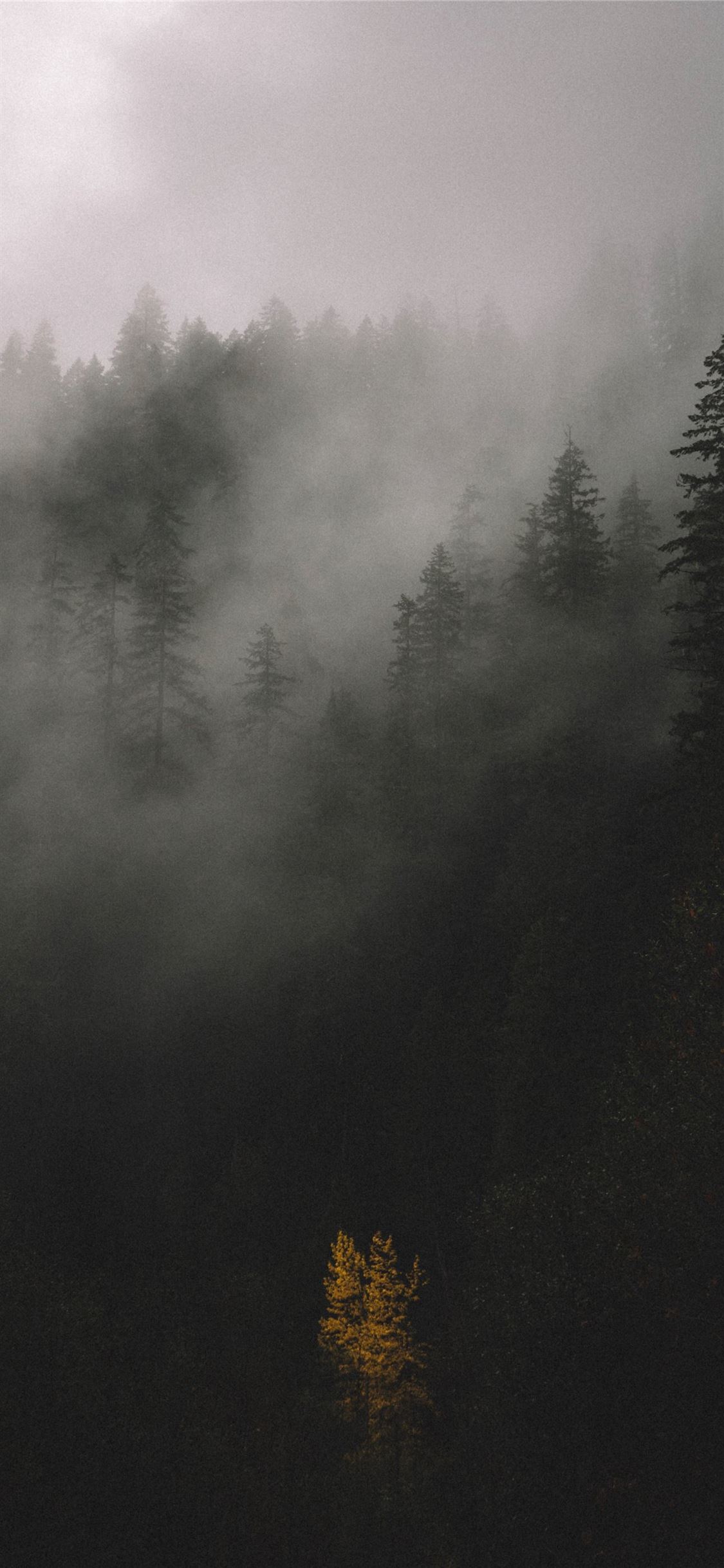 Forest Grey Wallpapers