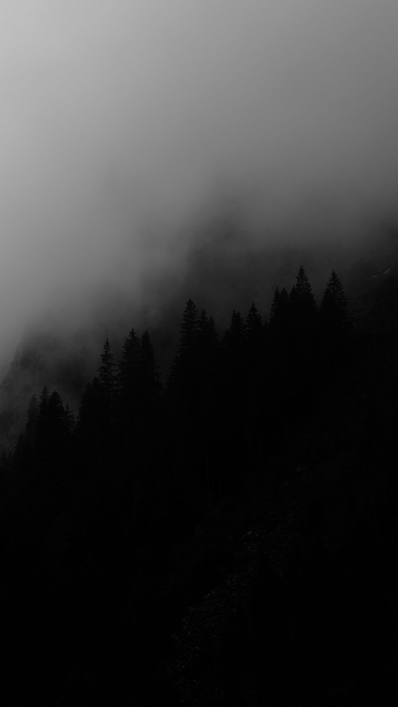 Forest Grey Wallpapers