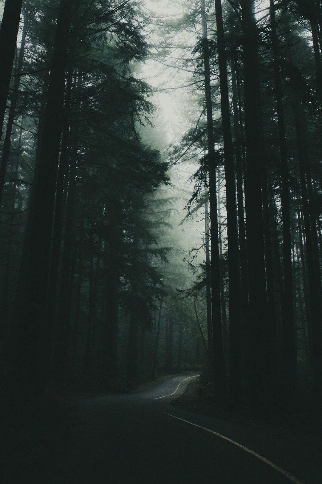 Forest Grey Wallpapers