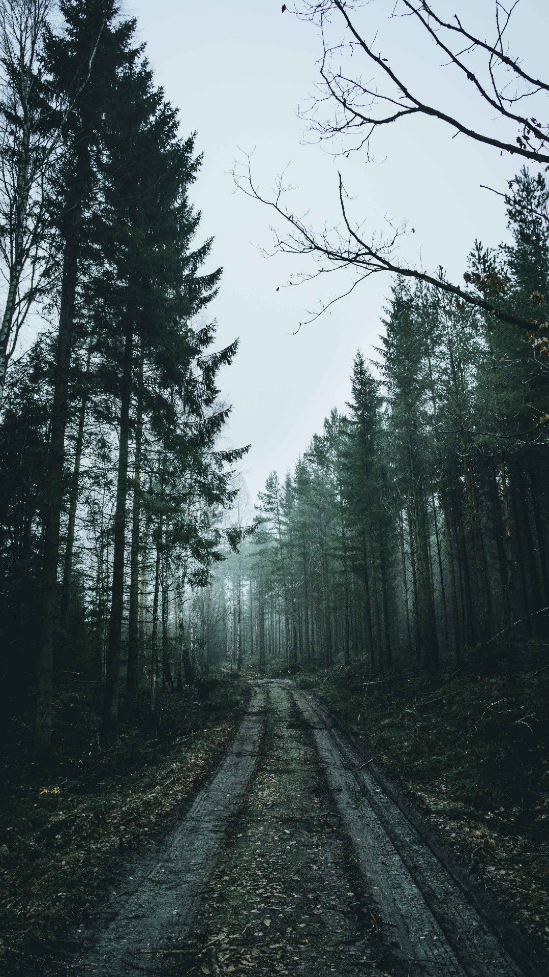 Forest Iphone Wallpapers