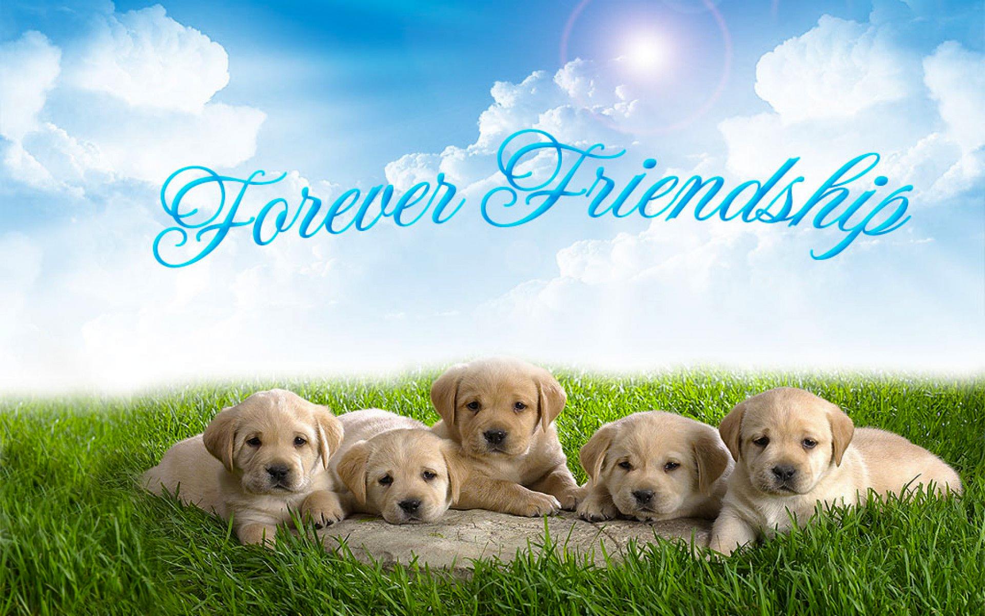 Forever Friends Wallpapers