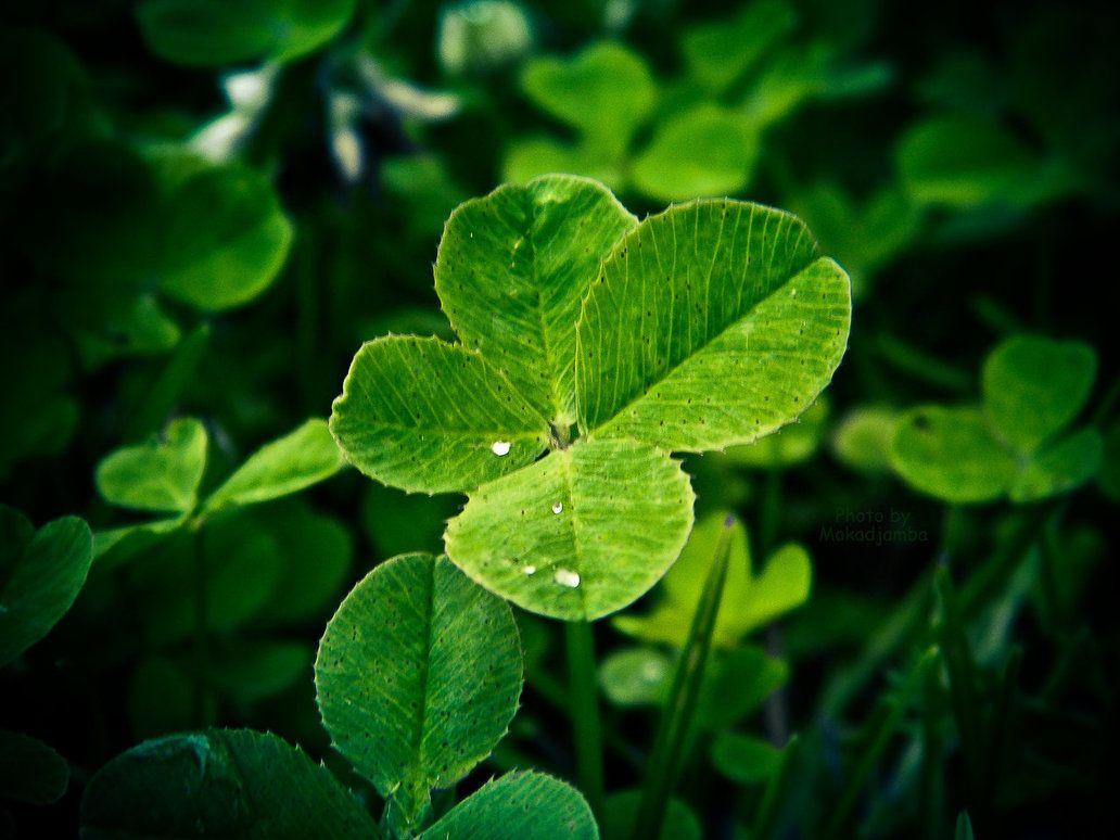 Four Leaf Clover Wallpapers