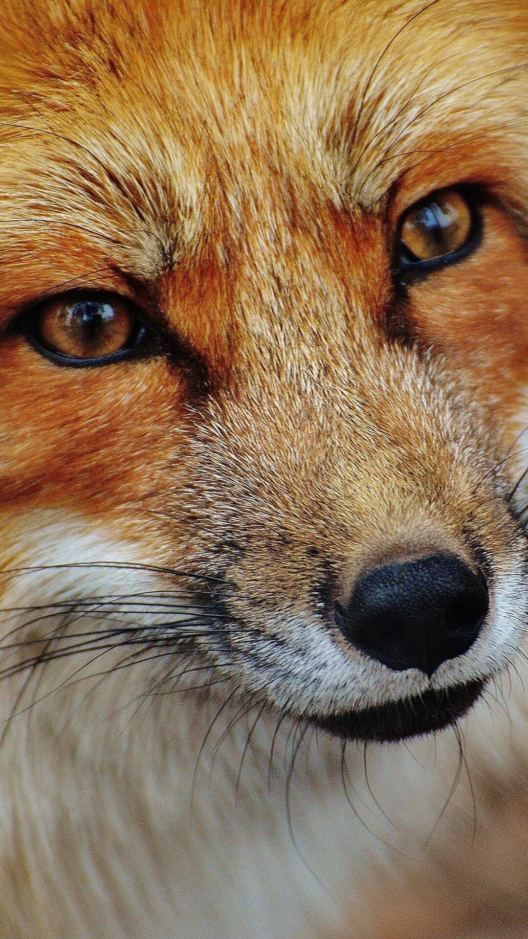 Fox Phone Wallpapers