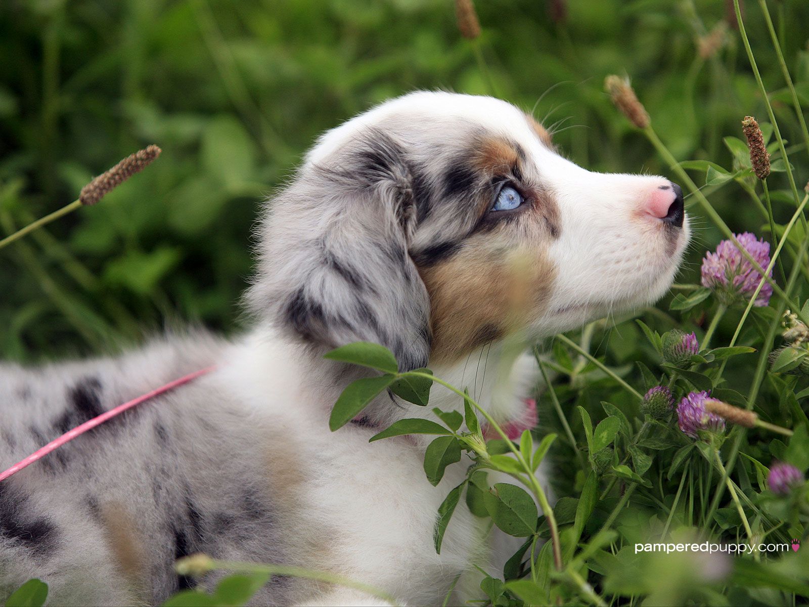 Free Australian Shepherd Puppies Wallpapers