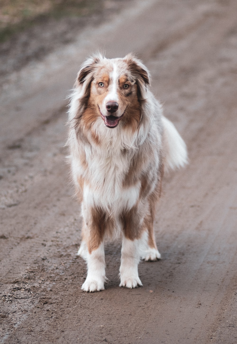 Free Australian Shepherd Puppies Wallpapers