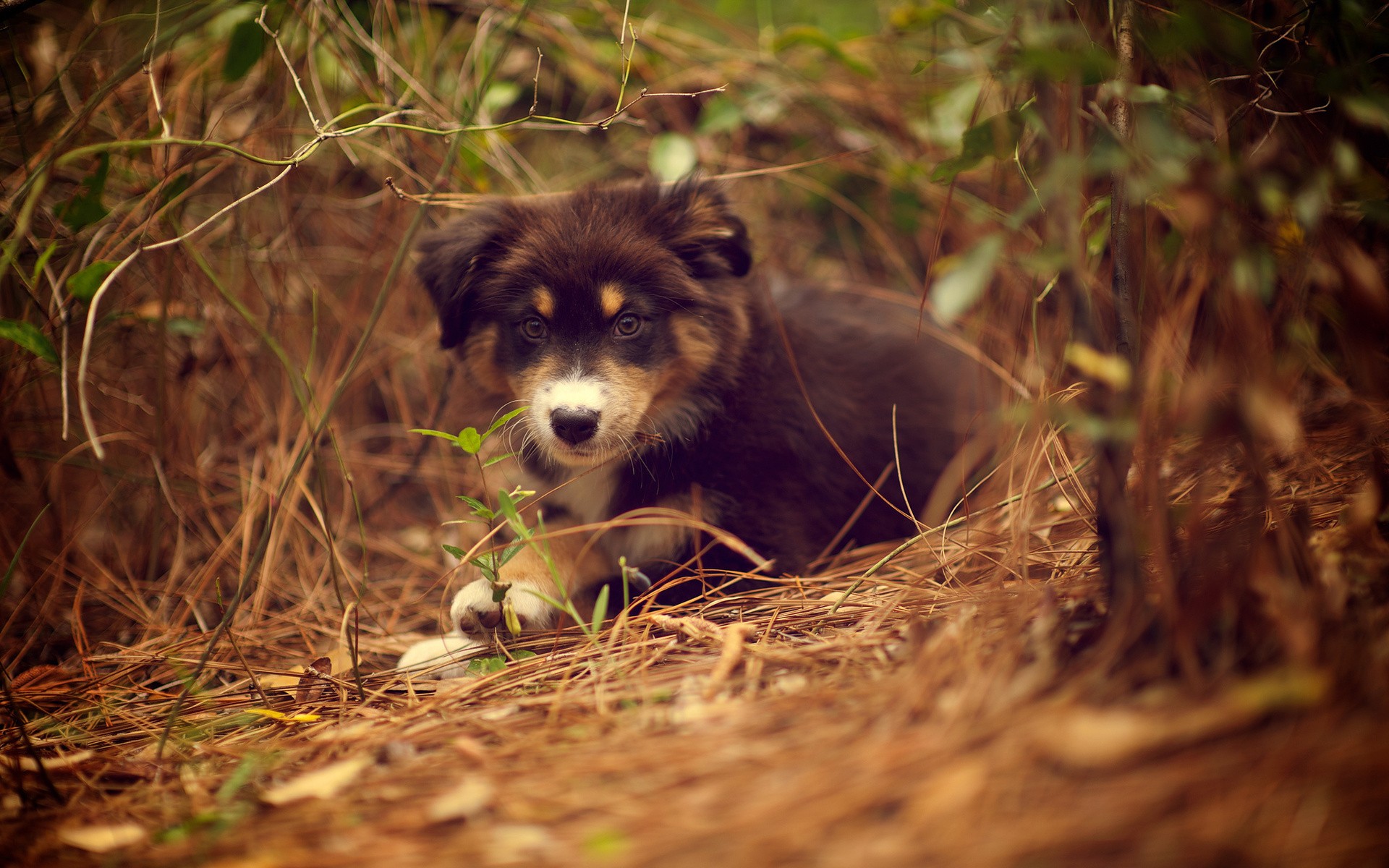 Free Australian Shepherd Puppies Wallpapers