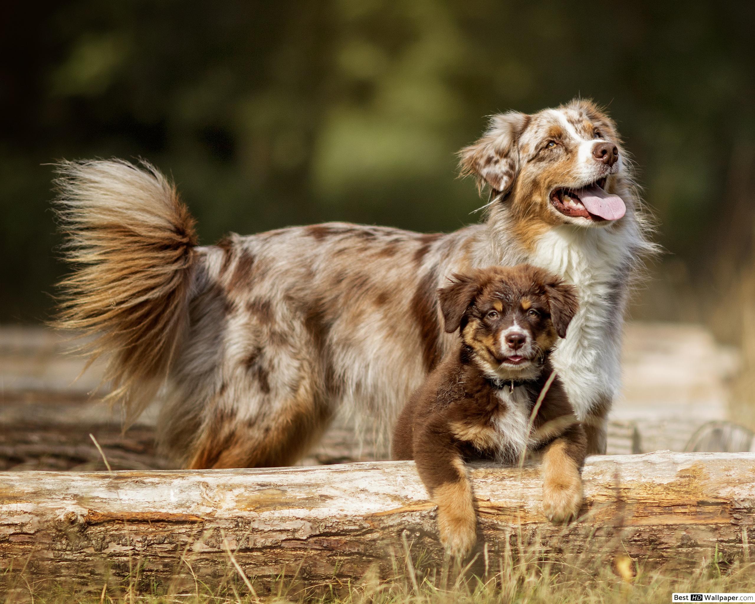 Free Australian Shepherd Puppies Wallpapers