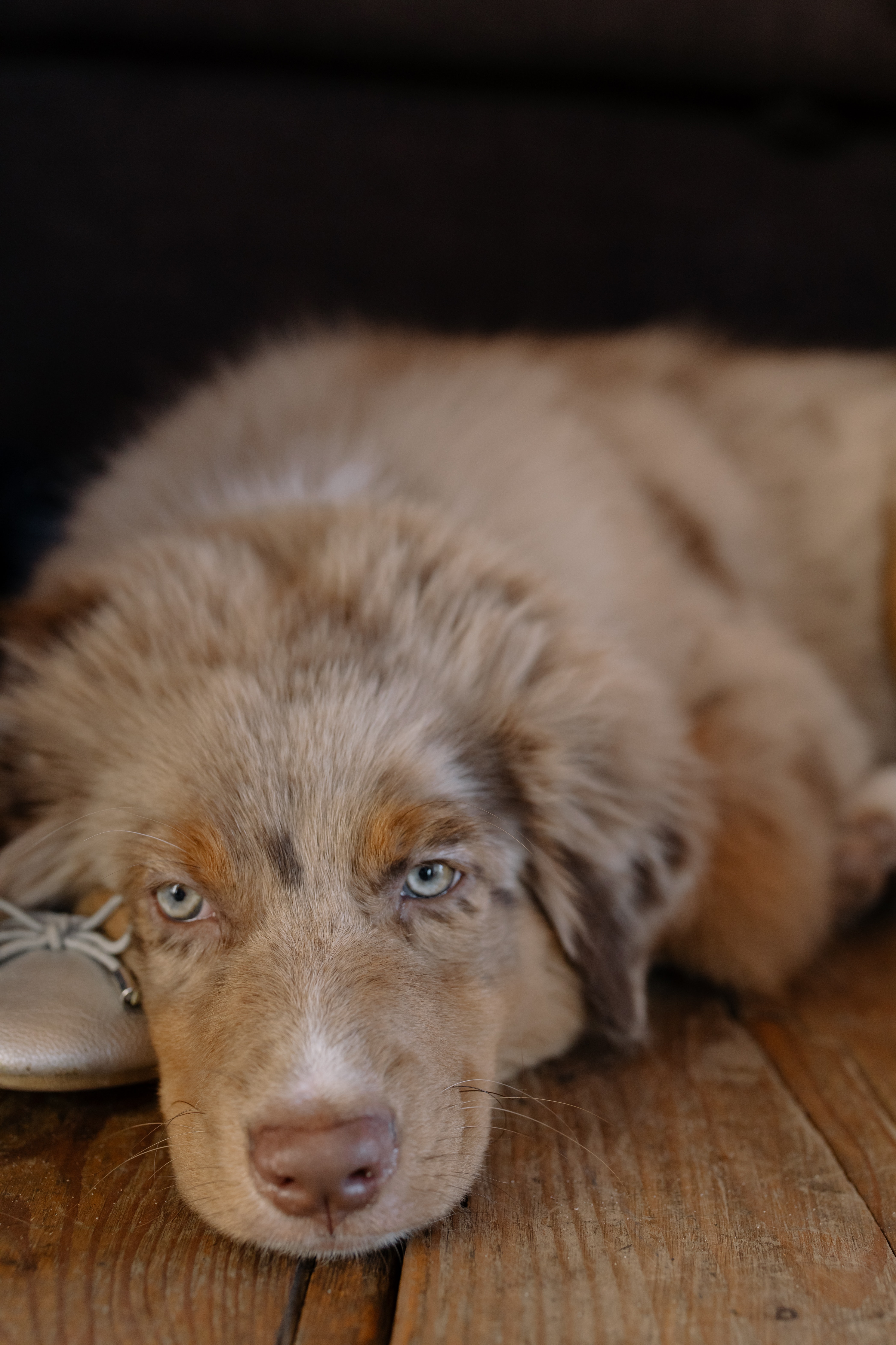 Free Australian Shepherd Puppies Wallpapers