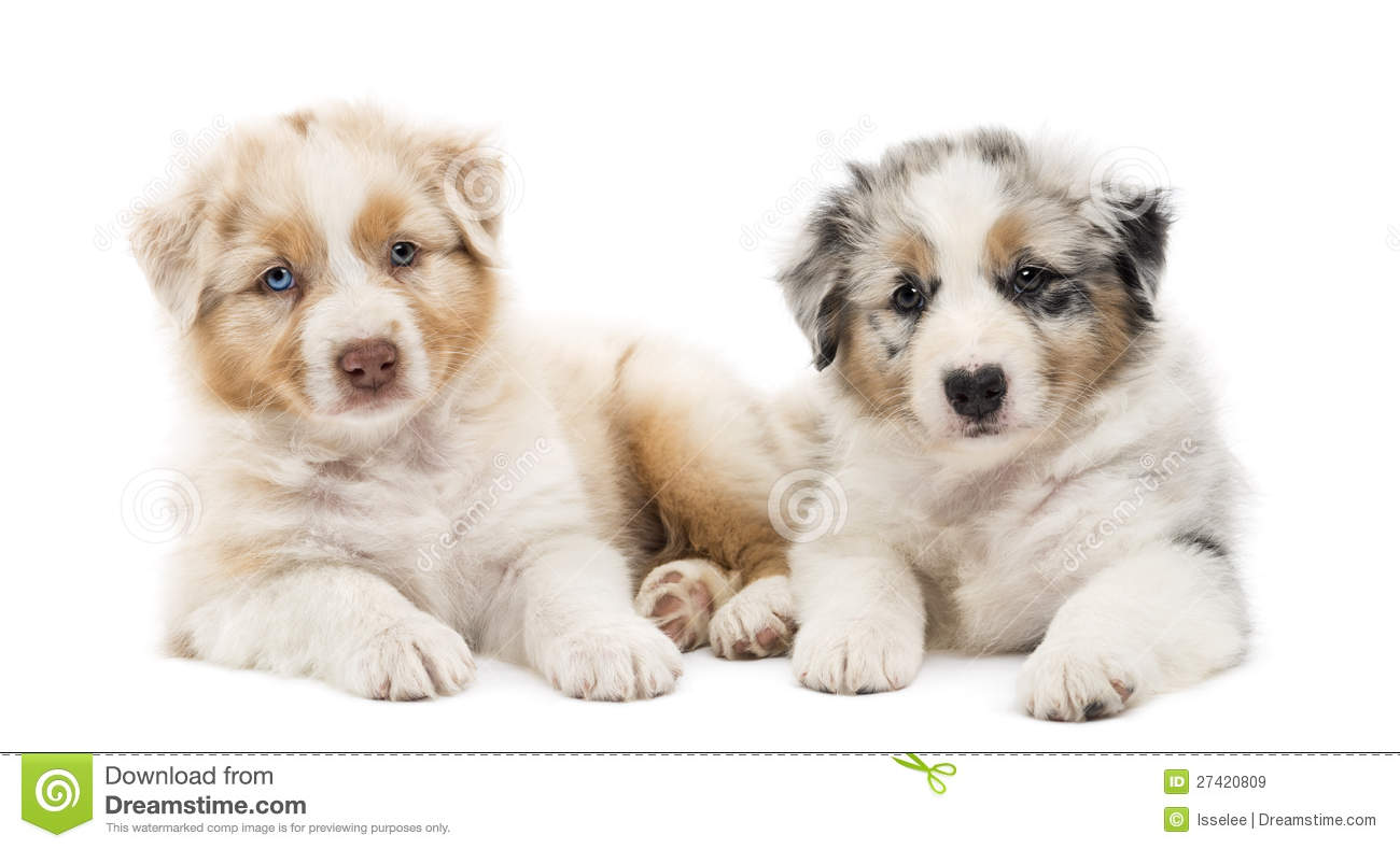 Free Australian Shepherd Puppies Wallpapers