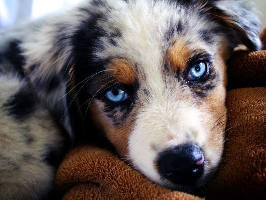 Free Australian Shepherd Puppies Wallpapers