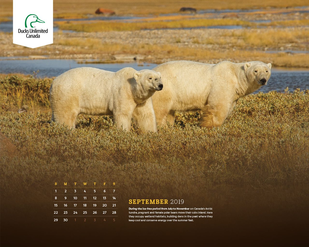 Free Desktop Calendar 2019 Wallpapers