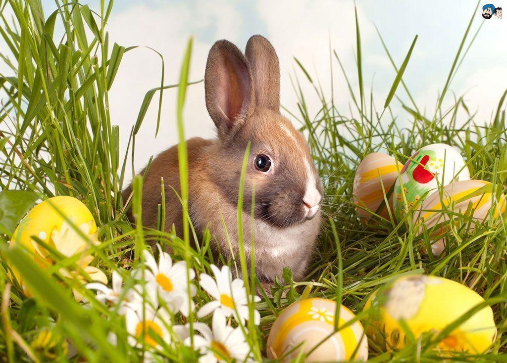 Free Easter For Desktop Wallpapers