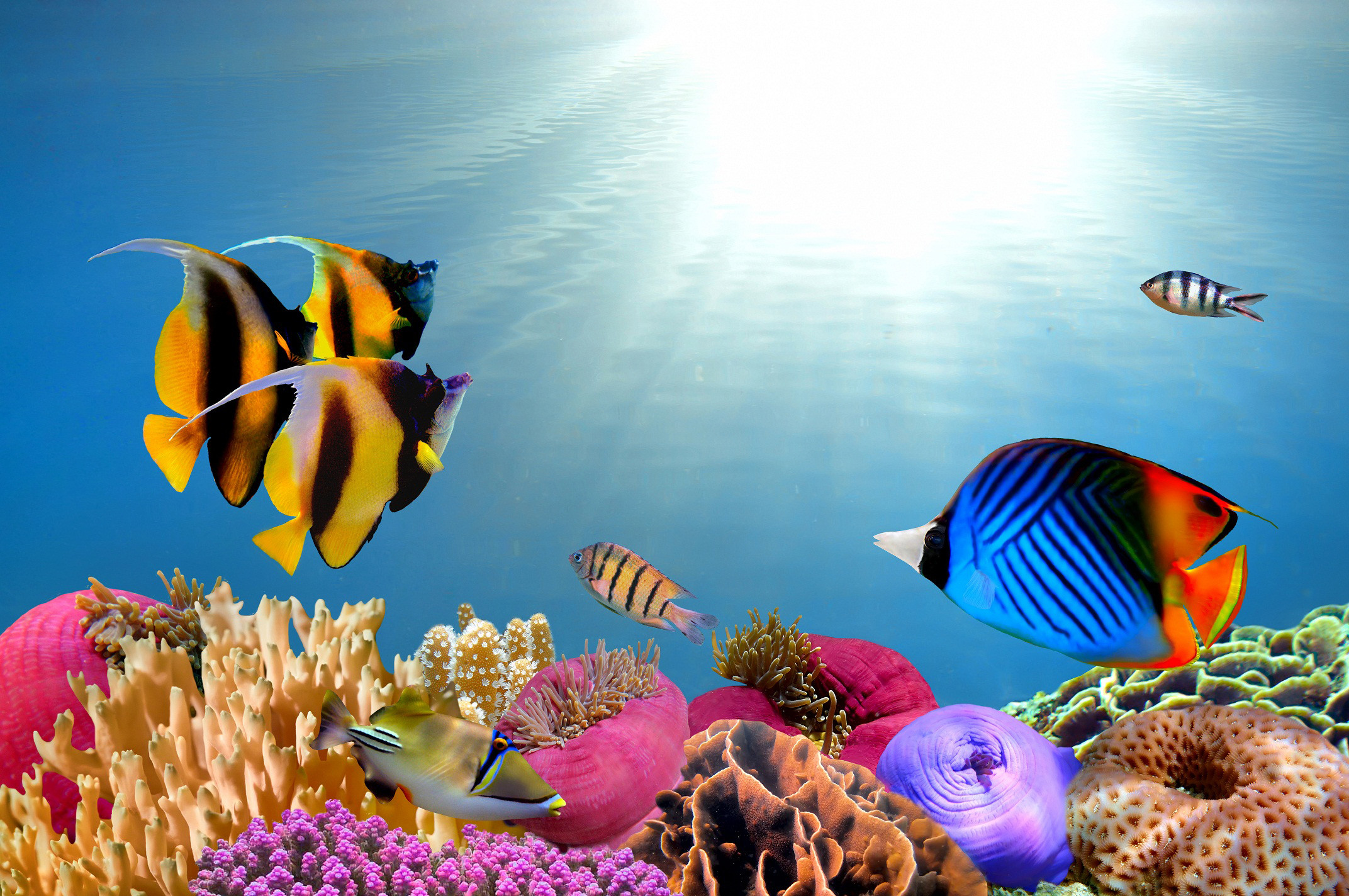 Free Fish And Coral Wallpapers