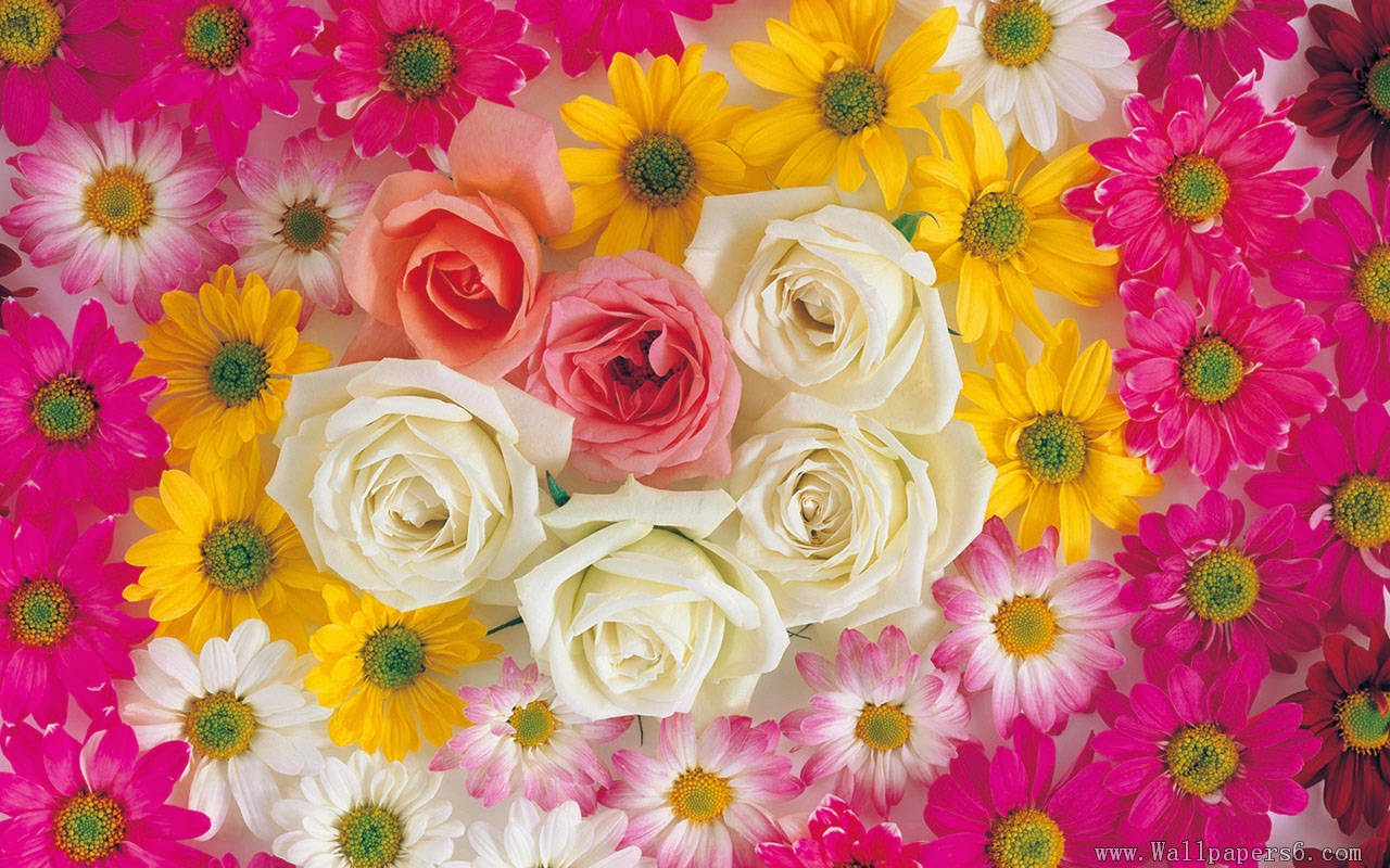 Free Flower Download Wallpapers