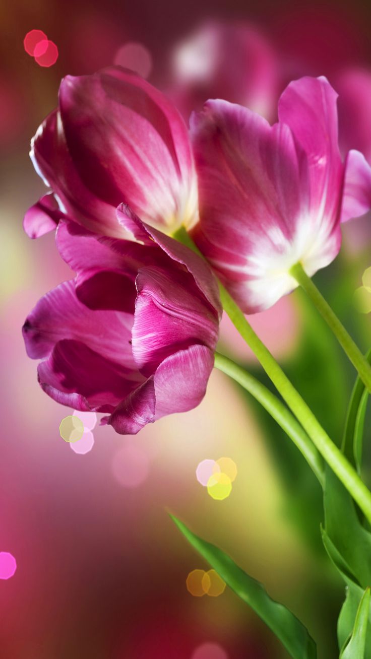 Free Flower Download Wallpapers