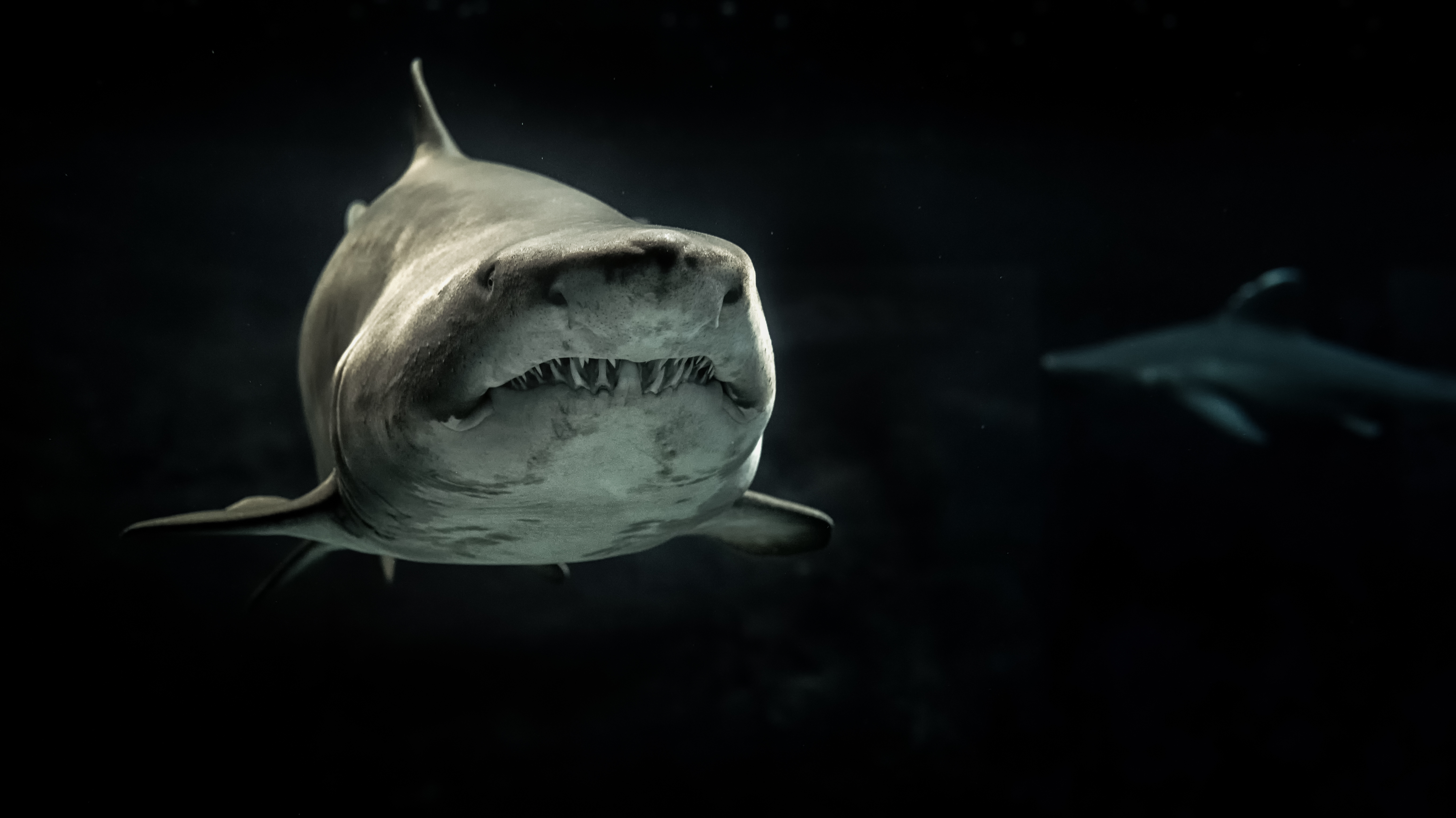 Free Shark Wallpapers