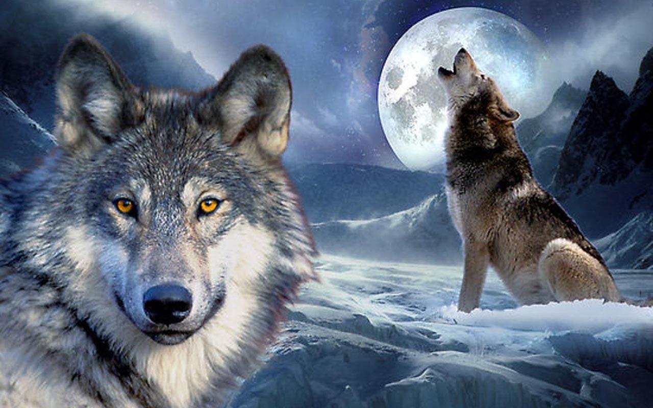 Free Wolf For Android Wallpapers