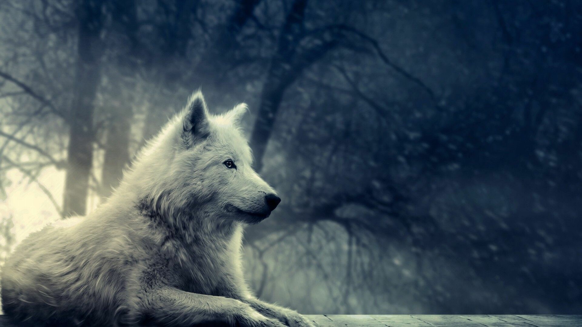 Free Wolf For Android Wallpapers