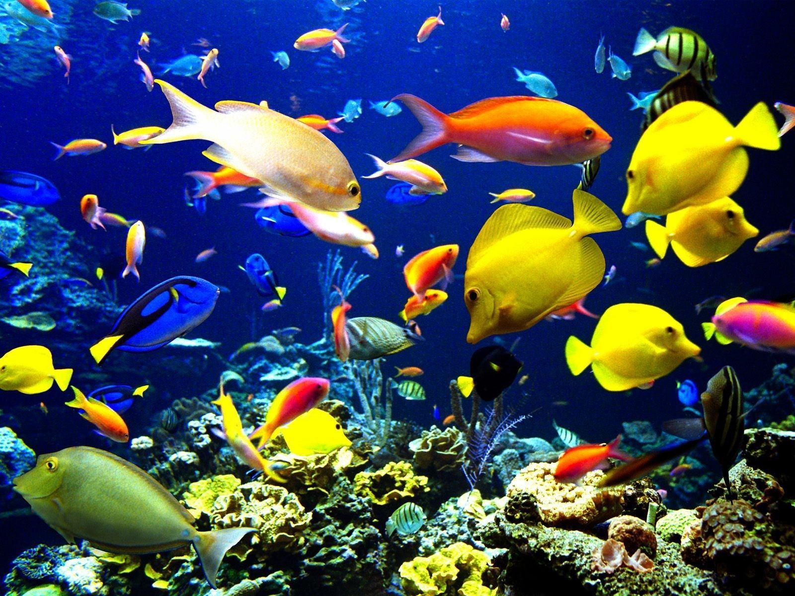 Freshwater Fish Wallpapers