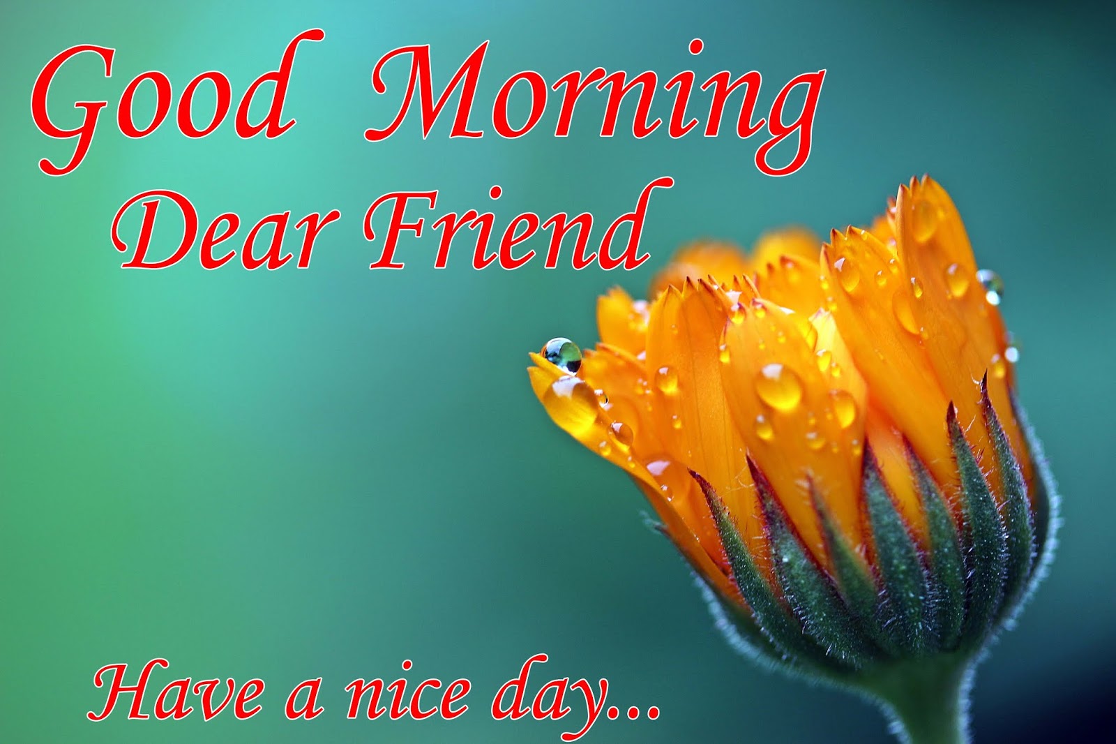 Friend Good Morning Images Wallpapers