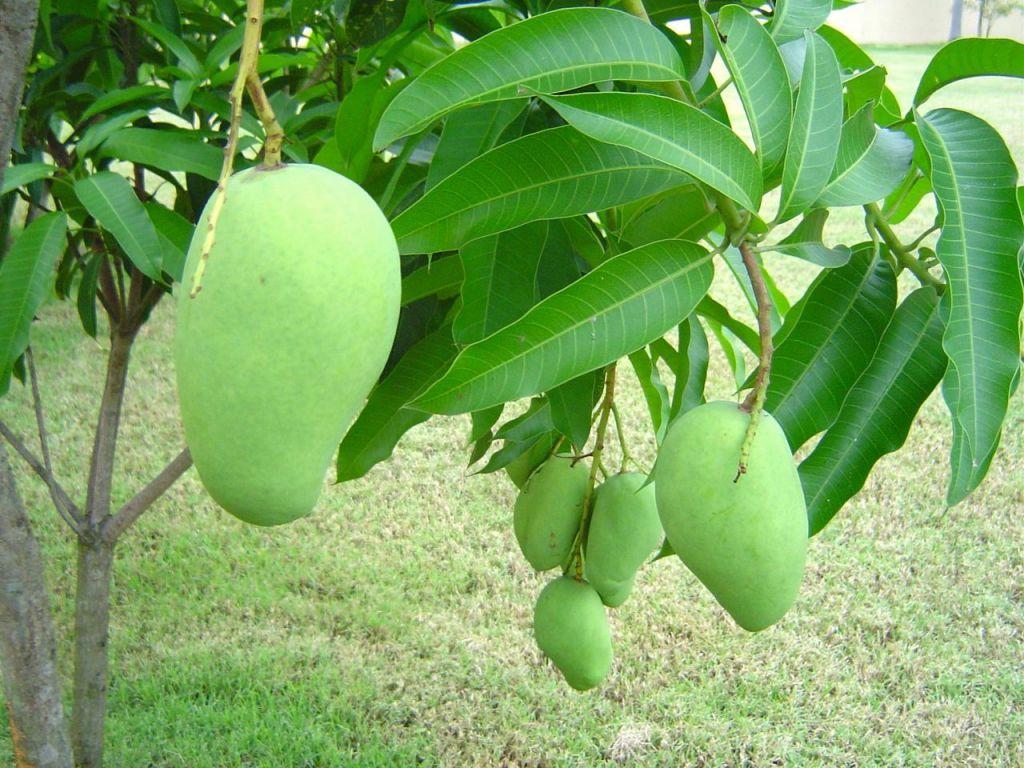 Full Mango Tree Wallpapers